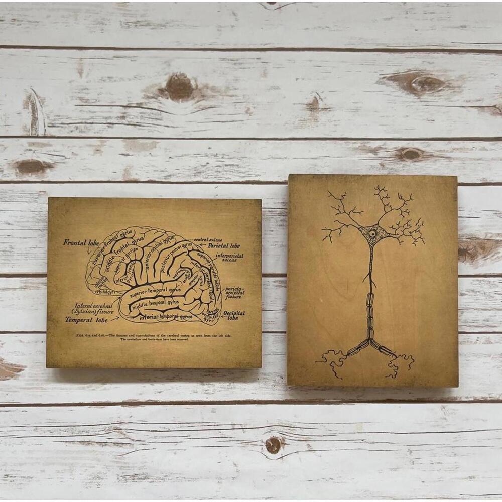 Vintage Brain and Neuron Educational Wooden Art Panels